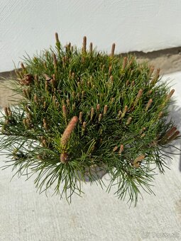 Borovica horská "Pumilio" 20/40 cm - 2