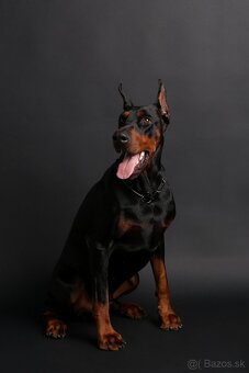 Doberman chovný pes - na krytie - 2