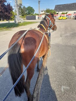 Predam sportovy welsh pony - 2
