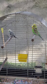 Andulky a baraband - 2