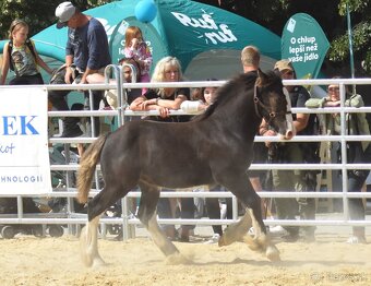 Irský cob - 3 hřebečči na prodej - 2