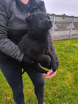 Nemecky ovčiak šteniatka - 2