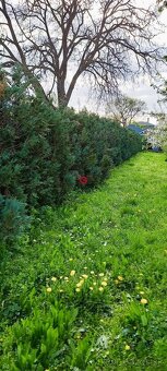 Na predaj stavebný pozemok, Komárovce – Sobrance - 2