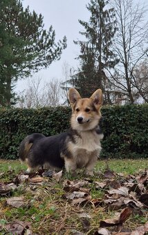 Welsh Corgi Pembrok - 2