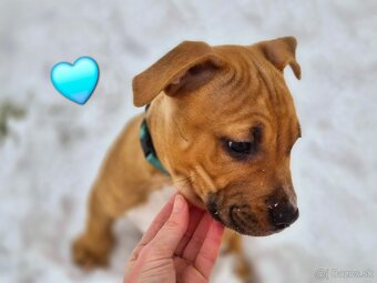 Americký stafordširský teriér - 2