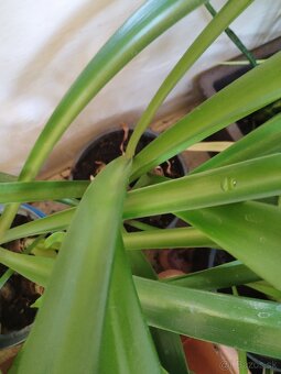 Zornice cibule 3 kvetináče - 2