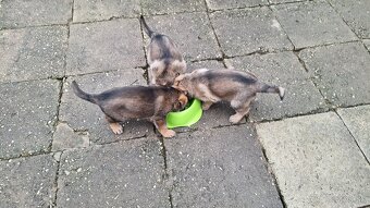 Nemecký ovčiak - 2