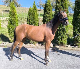 Figurantný 3 r andalúzsky valach - 2