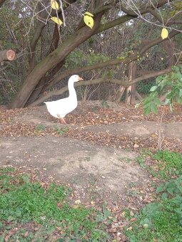 Predám gunára Linda - 2