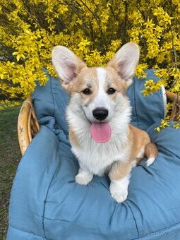 corgi - 2