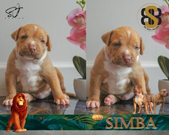 American Bully XL - 2