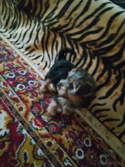 YorkshireTerrier - - 2