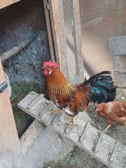 Kohút Švédska kvetina - 2