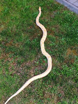 Pytón Tmavý / Python Bivittatus - 2