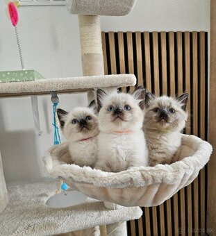Ragdoll mačiatka - 2