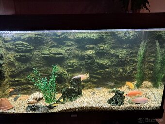 Akvarium Juwel 240 so skrinkou - 2