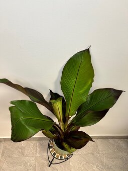 Ensete Ventricosum 'maurelii' - 2