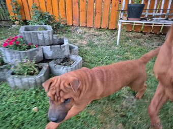 ▶️ SHAR-PEI - 2