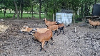 predaj kamerunských ovečiek - 2