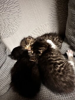 Darujem mačiatká - 2