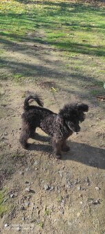 Pudel trpaslíči & Špic trpaslíči - 2