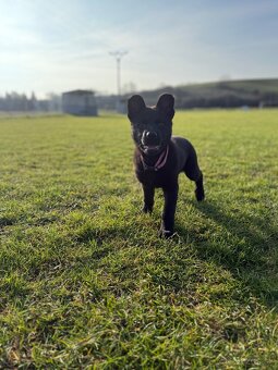 Nemecký ovčiak - 2