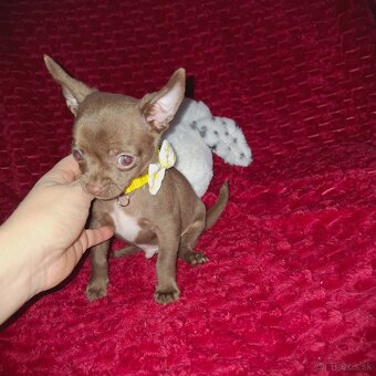 čivava čokoládové šteniatka - 2