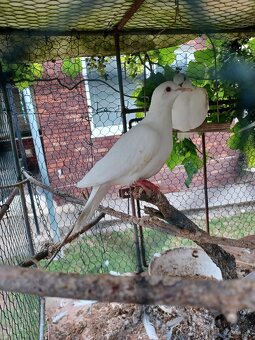 Hrdličky chichotavé - 2