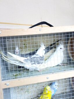 Mutačné Korely - 2