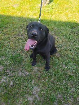 Labrador - 2