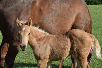 Pripúštanie American Quarter Horse (AQH) - 2