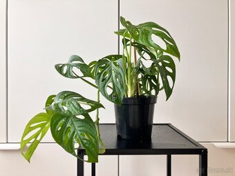 Monstera adansonii - 2