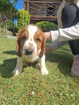 Šteniatko WELSH SPRINGER SPANIELA s PP - 2