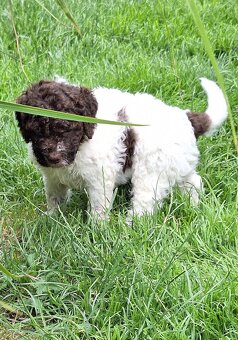 Lagotto romagnolo - psi - 2