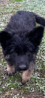 Nemecký ovčiak - 2