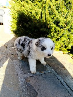 Border Kolia šteniatka - 2