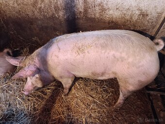 Predám ošípané - 2