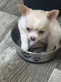 Poslední volná fenka Čivavy 🥰 - 2