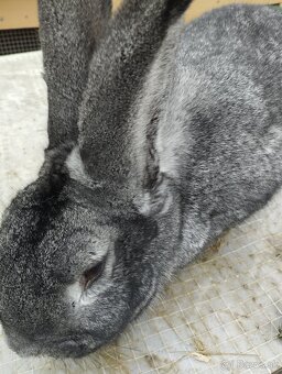 Cinčila Velka - Mäsové plemeno - 2