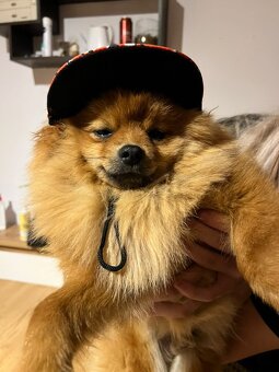 Pomeranian na krytie - 2