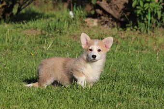 Welsh corgi pembroke sučka - 2