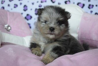 Pomeranian s PP steniatka - 2