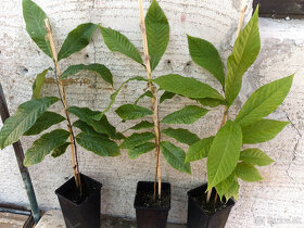 ❂ PAW PAW / ASIMINA TRILOBA ❂ - 2