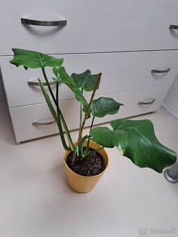 Monstera thai, vrchol, iba osobný odber Bratislava - 2