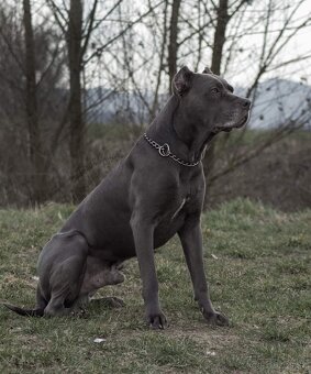 Americký bandog – krytie - 2