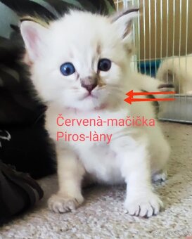 Ragdoll mačičky bez PP - 2