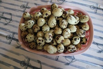 Prepeličie vajíčka 0,10€/ks - 2