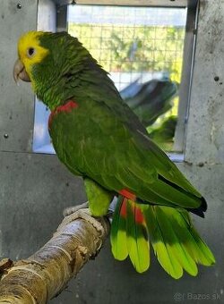 Amazoňan oratrix - 2