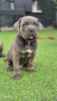 Cane Corso s PP - 2