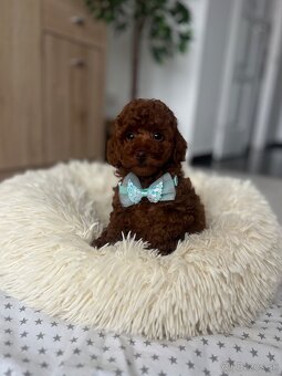 Toy uszkár , poodle , Pudel, pudlik - 2